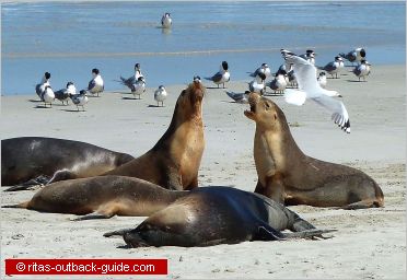 seals and seagulls on a beach