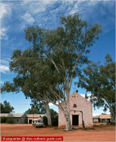 white church and huge gum tree