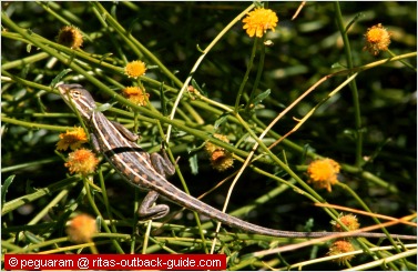 lizard in outback australia