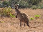 kangaroo in the bush