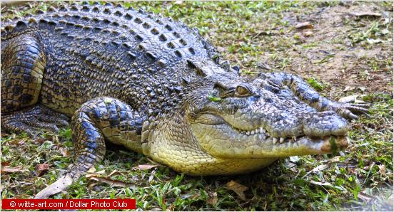 Dangerous Australian Animals - the nasties to avoid the tropical coastline