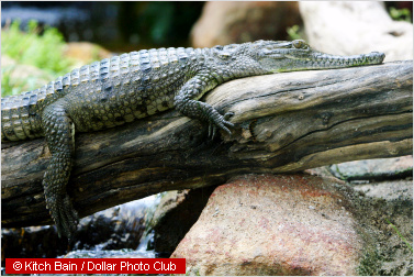 crocodile on a tree