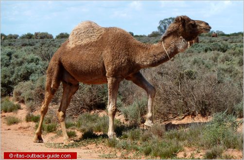 chef Brig Allergisk Australian camels - History and Facts