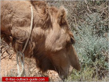 close-up of a camel head