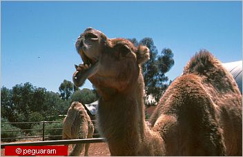 camel with open mouth