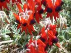 sturts desert pea