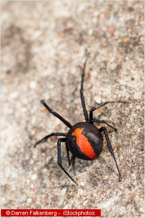 Dangerous Australian Wildlife - spiders, scorpions and other desert animals Dangerous Australian Wildlife - spiders, scorpions and other desert animals