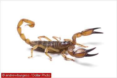 Dangerous Australian Wildlife - scorpions and other desert animals