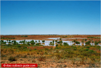 desert after rain