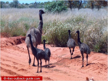 Emu family in the Australian Outback