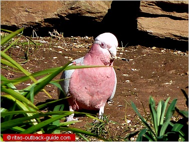 Pink galah on a tree