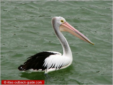 Pelican