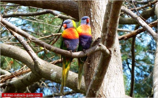 The Best Spots to See Wildflowers in Australia