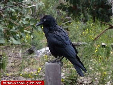 A raven sitting on a post
