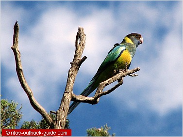 Colourful parrot on top of a tree