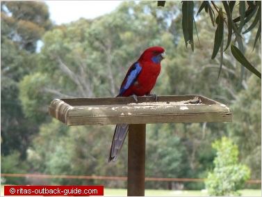 A colourful rosella