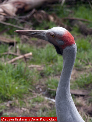 detail of a brolga