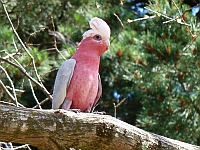 pink galah