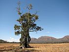 tree in front of mountain range