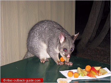 A cute possum at a caravan park in the Flinder Ranges