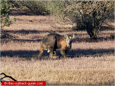 Paid Hunting Properties Nsw Paid Hunting Properties Nsw