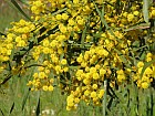 golden wattle