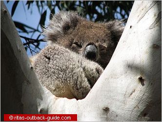 koala in a tree