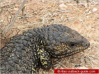 Native Australian Animals - Facts and photos of Kangaroos, Koalas and Co. Native Australian Animals - Facts and photos of Kangaroos, Koalas and Co.