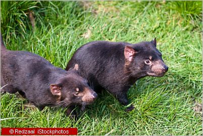 Native Australian Animals - Facts and photos of Kangaroos, Koalas and Co. Native Australian Animals - Facts and photos of Kangaroos, Koalas and Co.