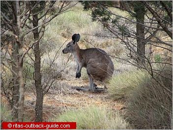 kangaroo
