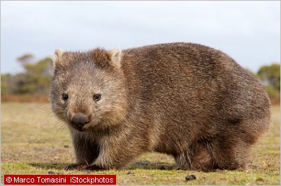 Native Australian Animals - Facts and photos of Kangaroos, Koalas and Co.