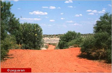 vegetaion on red earth