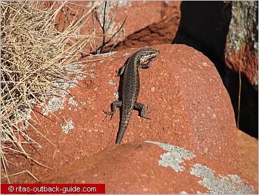lizard on a rock