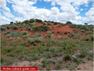 sand dune with flowers