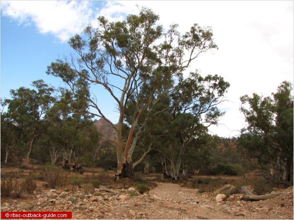 old trees in a gorge