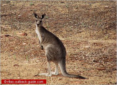 kangaroo