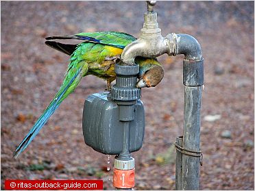 parrot sitting on a tap
