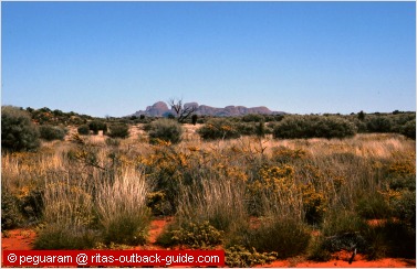 red rocks and blooming desert