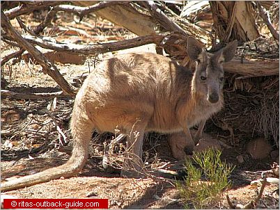 kangaroo beneath a bush
