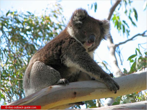 Unique Australian Animals - An introduction to Australian Wildlife