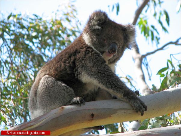 Unique Australian Animals - An introduction to Australian Wildlife Unique Australian Animals - An introduction to Australian Wildlife