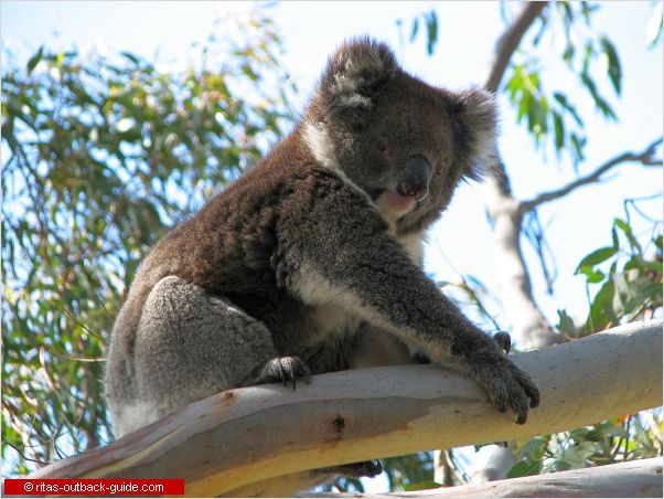 koala on a tree