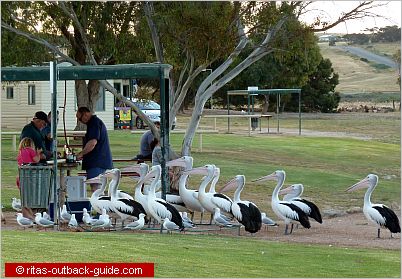pelicans waiting for food