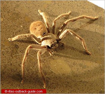 huntsman spider