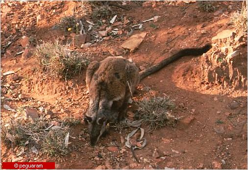 wallaby