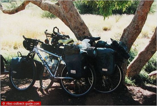 bicycles under a tree