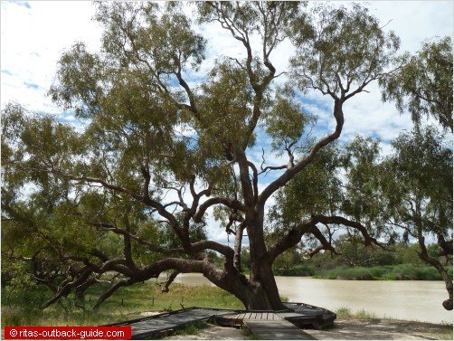 old coolibah tree on a river