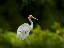 Learn about the Australian crane - photo copyright by OndrejProsicky
