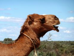 Camels are not native to Australia, find out why there are so many