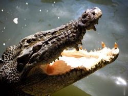 Learn about crocodiles and other dangerous animals in the oceans and rivers - photo copyright by Anton Harder